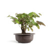 Corylopsis spicata - B4766