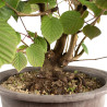 Corylopsis spicata - B4766