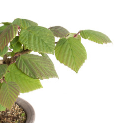 Corylopsis spicata - B4766