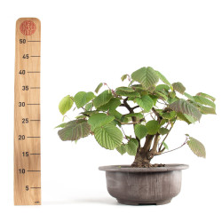 Corylopsis spicata - B4766
