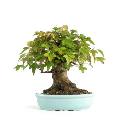 Acer buergerianum - B4774