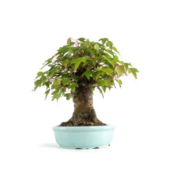 Acer buergerianum - B4774