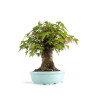 Acer buergerianum - B4774