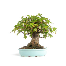 Acer buergerianum - B4774