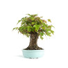 Acer buergerianum - B4774