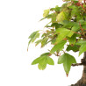 Acer buergerianum - B4774