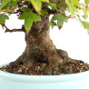Acer buergerianum - B4774