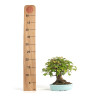 Acer buergerianum - B4774