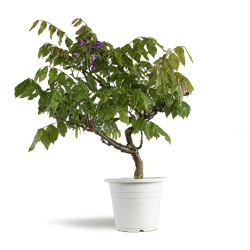 Wisteria sinensis - B4770