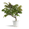 Wisteria sinensis - B4770