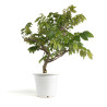 Wisteria sinensis - B4770