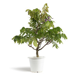 Wisteria sinensis - B4770