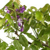 Wisteria sinensis - B4770