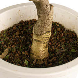 Wisteria sinensis - B4770