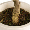 Wisteria sinensis - B4770