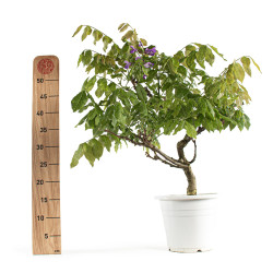 Wisteria sinensis - B4770