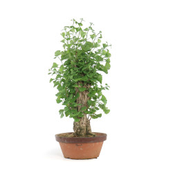Ginkgo biloba - B4159