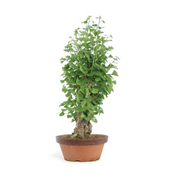 Ginkgo biloba - B4159