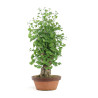 Ginkgo biloba - B4159