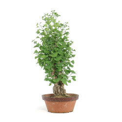 Ginkgo biloba - B4159