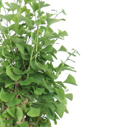 Ginkgo biloba - B4159
