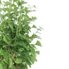 Ginkgo biloba - B4159