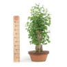 Ginkgo biloba - B4159