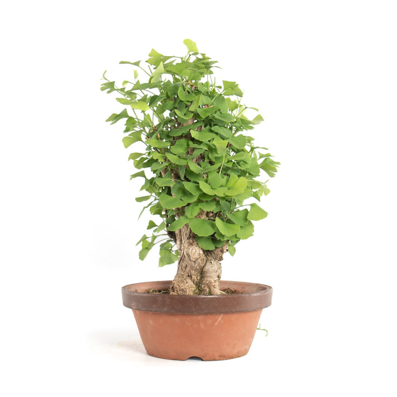 Ginkgo biloba - B4180