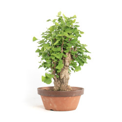 Ginkgo biloba - B4180