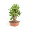 Ginkgo biloba - B4180