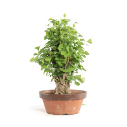Ginkgo biloba - B4180
