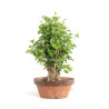 Ginkgo biloba - B4180