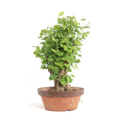 Ginkgo biloba - B4180
