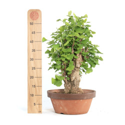 Ginkgo biloba - B4180