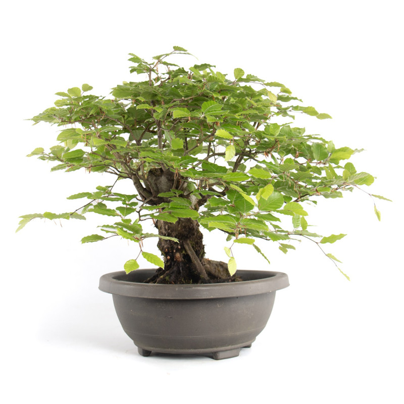 Fagus sylvatica - B4784