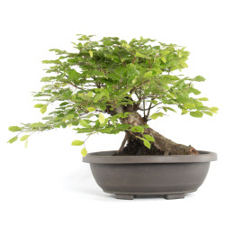 Fagus sylvatica - B4784