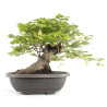 Fagus sylvatica - B4784