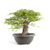 Fagus sylvatica - B4784
