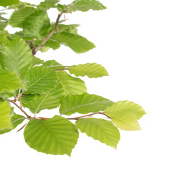 Fagus sylvatica - B4784
