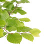Fagus sylvatica - B4784
