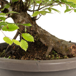 Fagus sylvatica - B4784