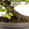 Fagus sylvatica - B4784