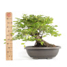Fagus sylvatica - B4784