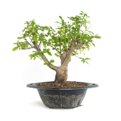 Punica granatum nejikan -...