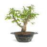 Punica granatum nejikan - B4788