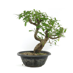 Punica granatum nejikan -...