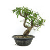 Punica granatum nejikan - B4789