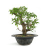 Punica granatum nejikan - B4789