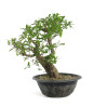 Punica granatum nejikan - B4789