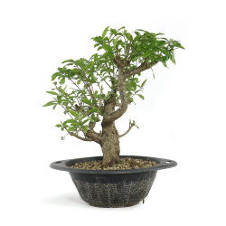 Punica granatum nejikan - B4789